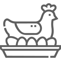 مرغداری